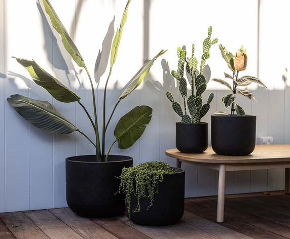 Flowers & Plants
