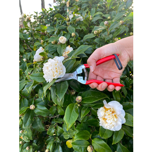 Branch pruner stainless steel