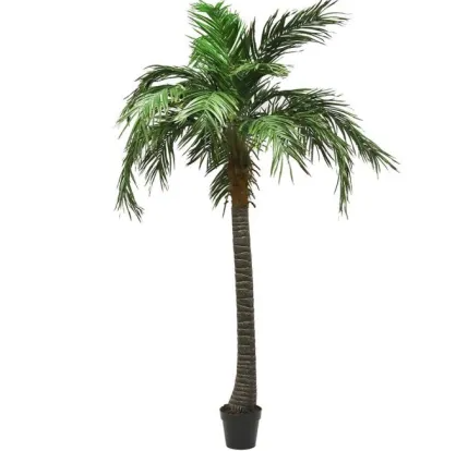 210cm Phoenix Palm w/pot