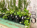 Black Iron Windowbox