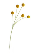 Billy Buttons Spray 70cm