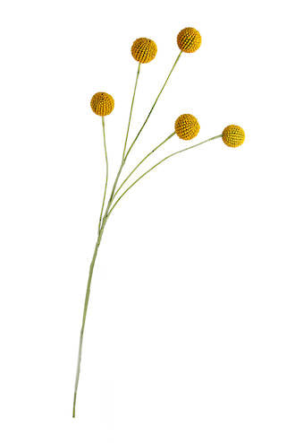 Billy Buttons Spray 70cm