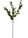 Beech Leaf Spray - Hunter Green