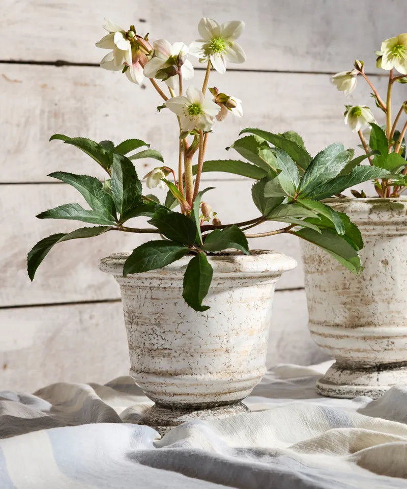 Urn planter rustic white large