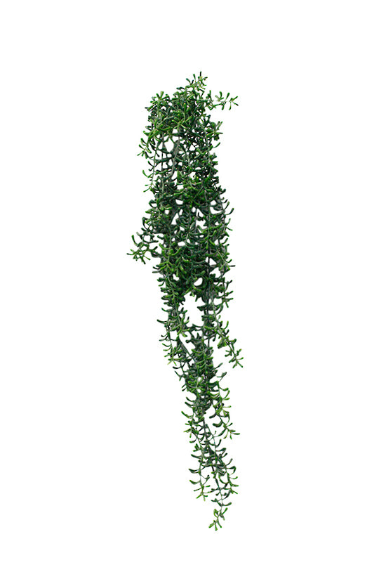Crescent hanging succulent 74cm