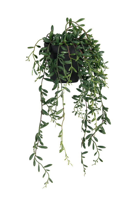 Potted String of Bananas