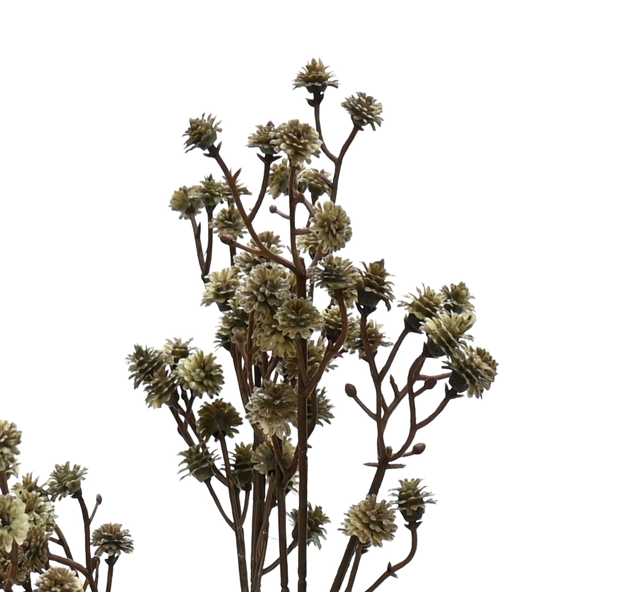 Gypsophila Cutting - Cinnamon