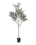 Olive tree 180cm