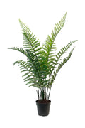Woodwardia Bush Potted