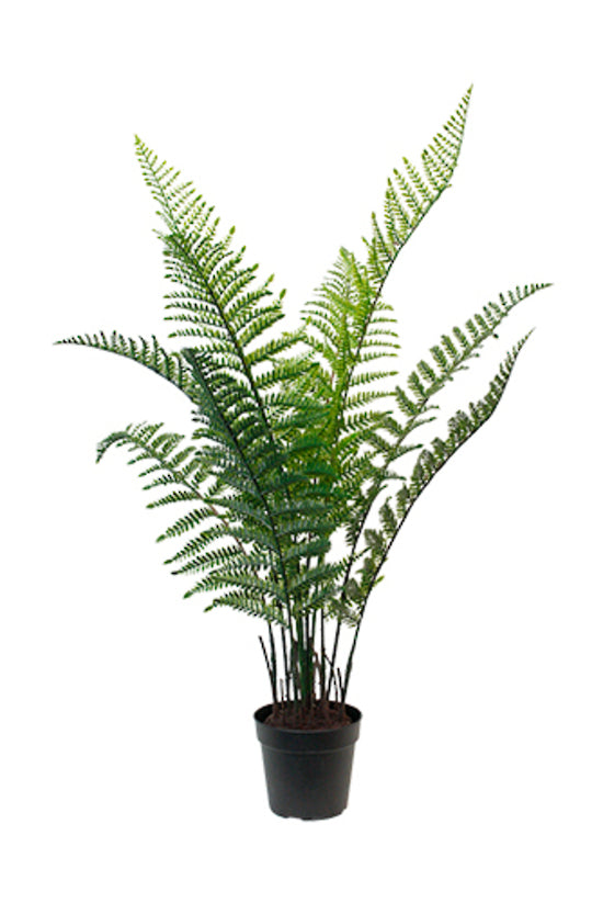 Woodwardia Bush Potted