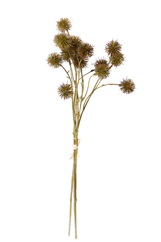 Sweet Chestnut Pod - Brown