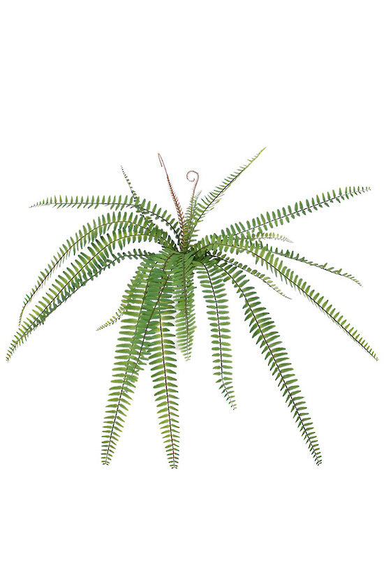 Fishbone Fern With Koru 61cm