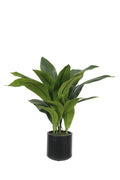 Aspidistra 22 Leaves in decor pot 76cm
