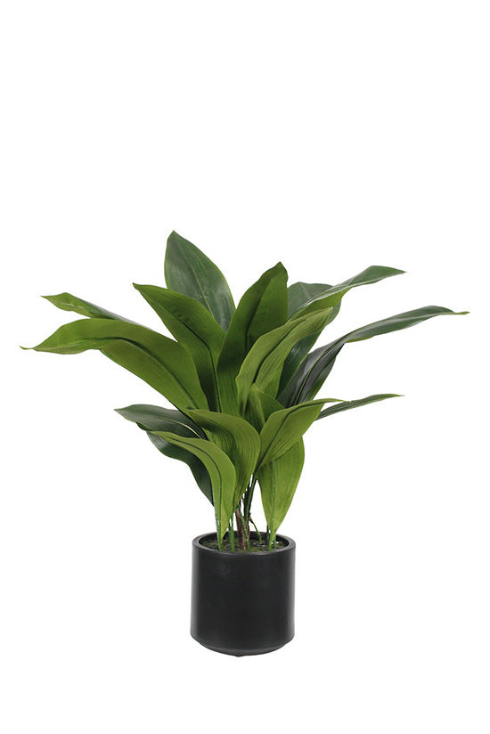 Aspidistra 22 Leaves in decor pot 76cm