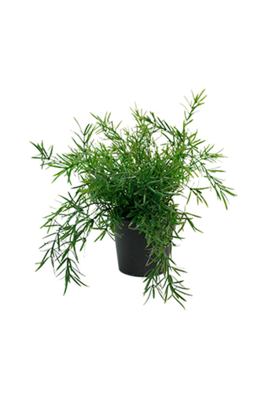 Asparagus Fern Bush Potted - 22cm