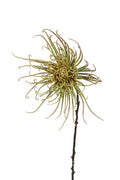 Spider mum stem khaki green 71cm