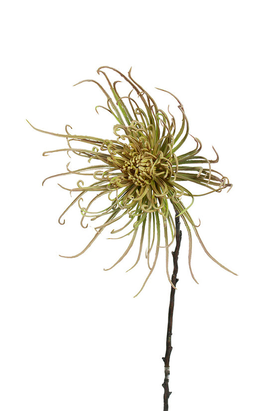 Spider mum stem khaki green 71cm