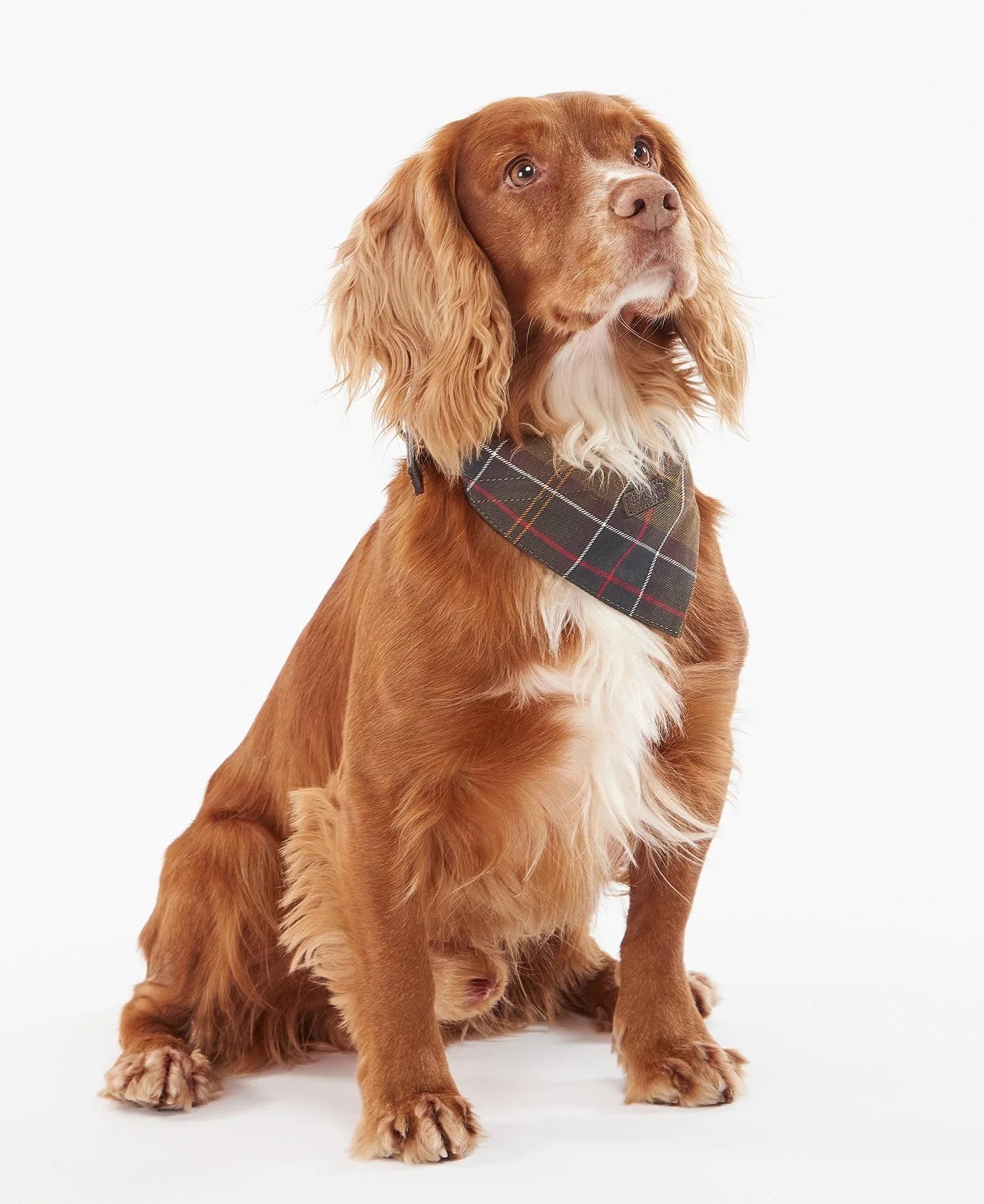 Barbbour Tartan Dog Bandana L/XL
