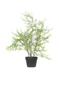 Angel Vine Potted Plant 76cm