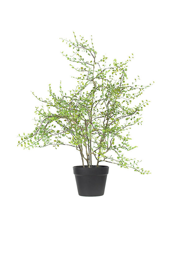 Angel Vine Potted Plant 76cm