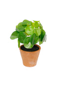 Chinese Money Plant Potted
