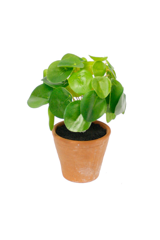 Chinese Money Plant Potted
