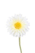 Single mini Gerbera - White