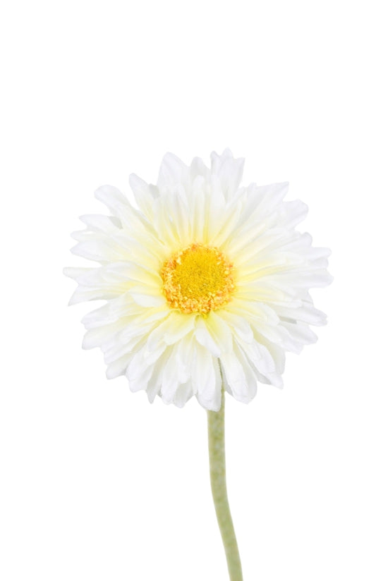 Single mini Gerbera - White