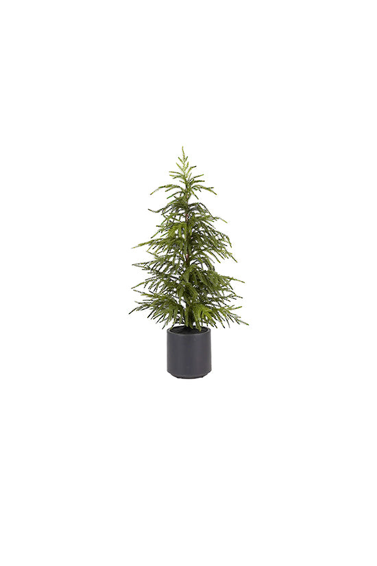 Soft Pine Tree RT Potted 91cm