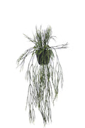 Potted hanging Rhipsalis 76cm