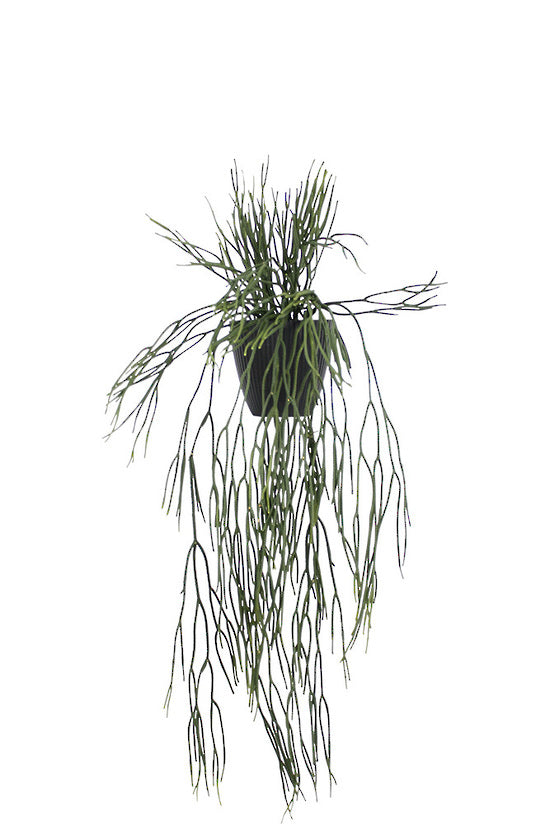 Potted hanging Rhipsalis 76cm