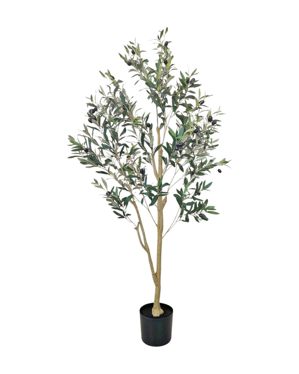Olive tree 140cm