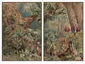 Forest Fantasy