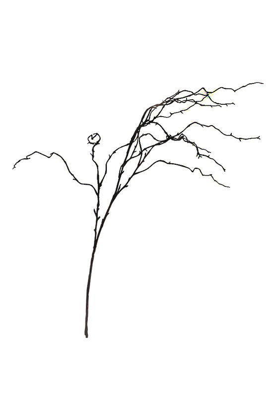 Willow Branch 100cm