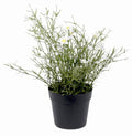 Daisy wild flower potted bush white/yellow uvr