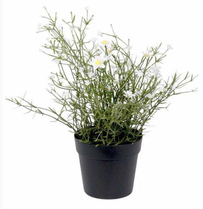Daisy wild flower potted bush white/yellow uvr