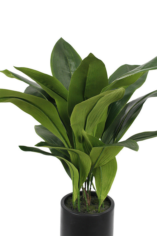 Aspidistra 22 Leaves in decor pot 76cm