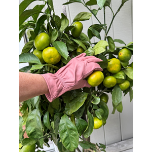 Leather Gardening Gloves Pink Medium