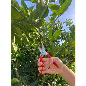 Branch pruner stainless