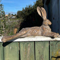 Pecan  Country Hare resting earth