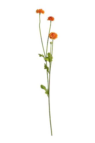 Pom Pom Orange  x 59