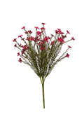 Wax Flower Bush - 40cm - Magenta