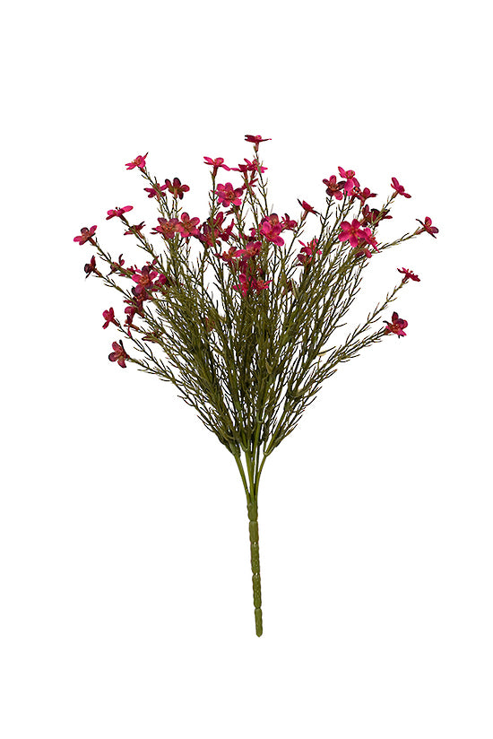 Wax Flower Bush - 40cm - Magenta