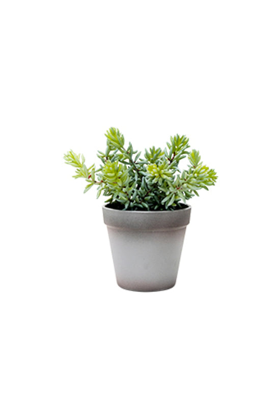 Angelina Succulent Grey Pot 22cm