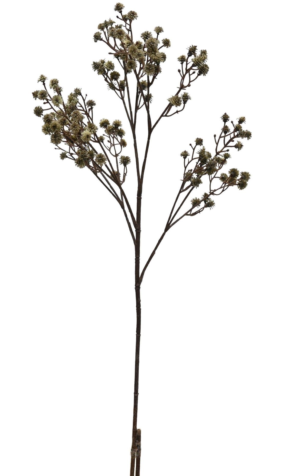 Gypsophila Cutting - Cinnamon