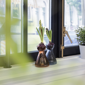 Bulb Vase Hyacinth - Assorted