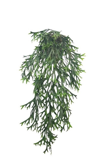 Hanging Staghorn bush 81cm